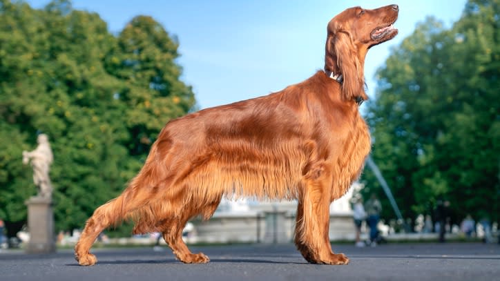 32 big dog breeds that make sensible pets