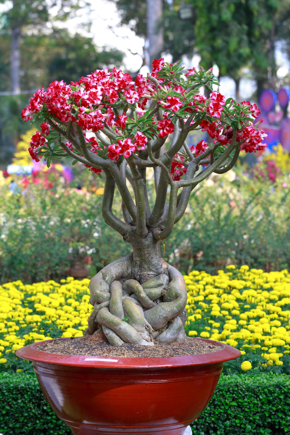 Desert Rose. (Photo: iStock/Getty Images Plus)