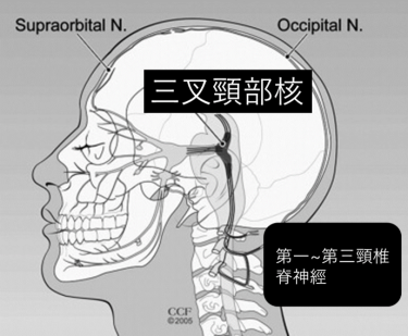 三叉頸部核