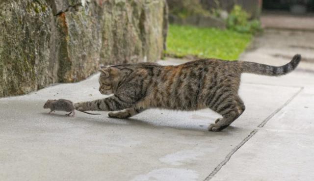 cat catching mouse