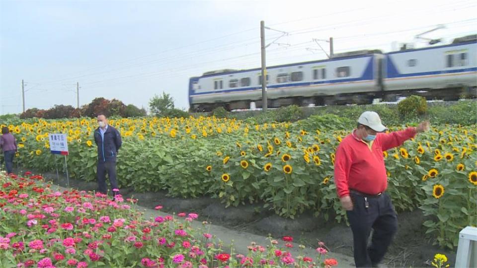 大地回春賞花趣　彰化花壇「虎山巖」李花盛開