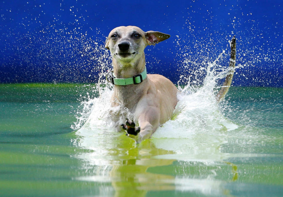 Flying Dogs competition