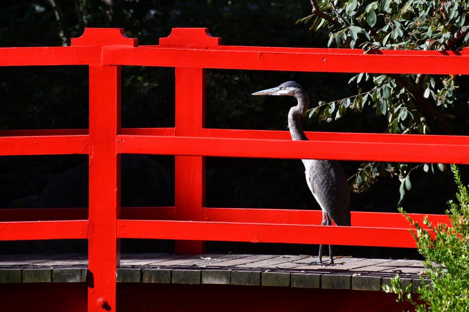 Carolyn Silva of Jackson used a Nikon D7500 DSLR camera to photograph a great blue heron on the bridge over a pond at the Japanese tea garden at Micke Grove Park in Lodi.