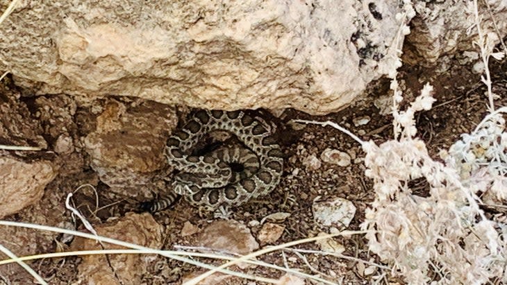 <span class="article__caption">A young rattler resting at the base of a rock on a trail at the Shelf Road Recreation area, a BLM-managed climbing/ camping area in south central Colorado. The photographer had unknowingly stepped over the snake. </span> (Photo: Alison Osius)