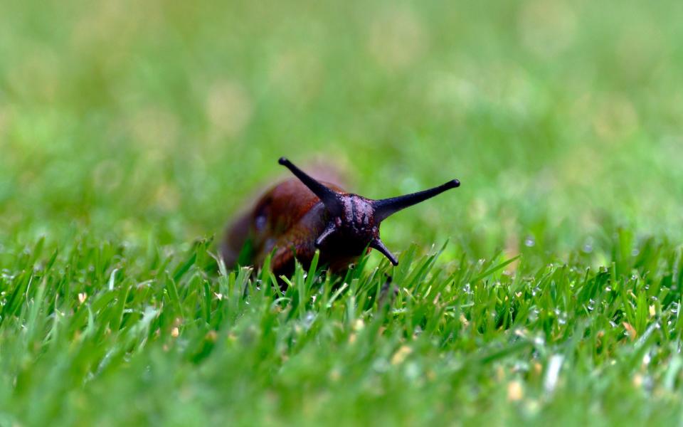 Some experts say slugs are misunderstood - Paul Williams