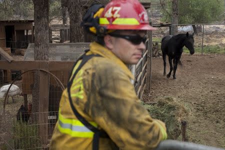 A firefighter watches over animals at a property evacuated and partially burnt by the Valley Fire in Hidden Valley Lake, California September 15, 2015. REUTERS/David Ryder