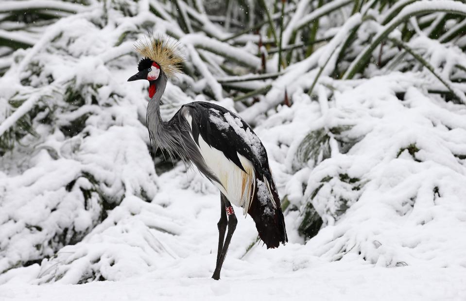 A crowned crane stands in its snow-covered enclosure during winter in Jerusalem's Biblical Zoo December 12, 2013. REUTERS/Baz Ratner (JERUSALEM - Tags: ANIMALS ENVIRONMENT)