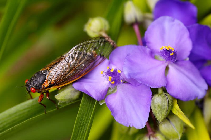 FILE PHOTO: A cicada from Brood X clings to a flower in Virginia