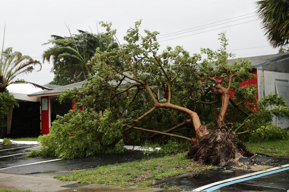 A collapsed tree in Fort Lauderdale, Florida.