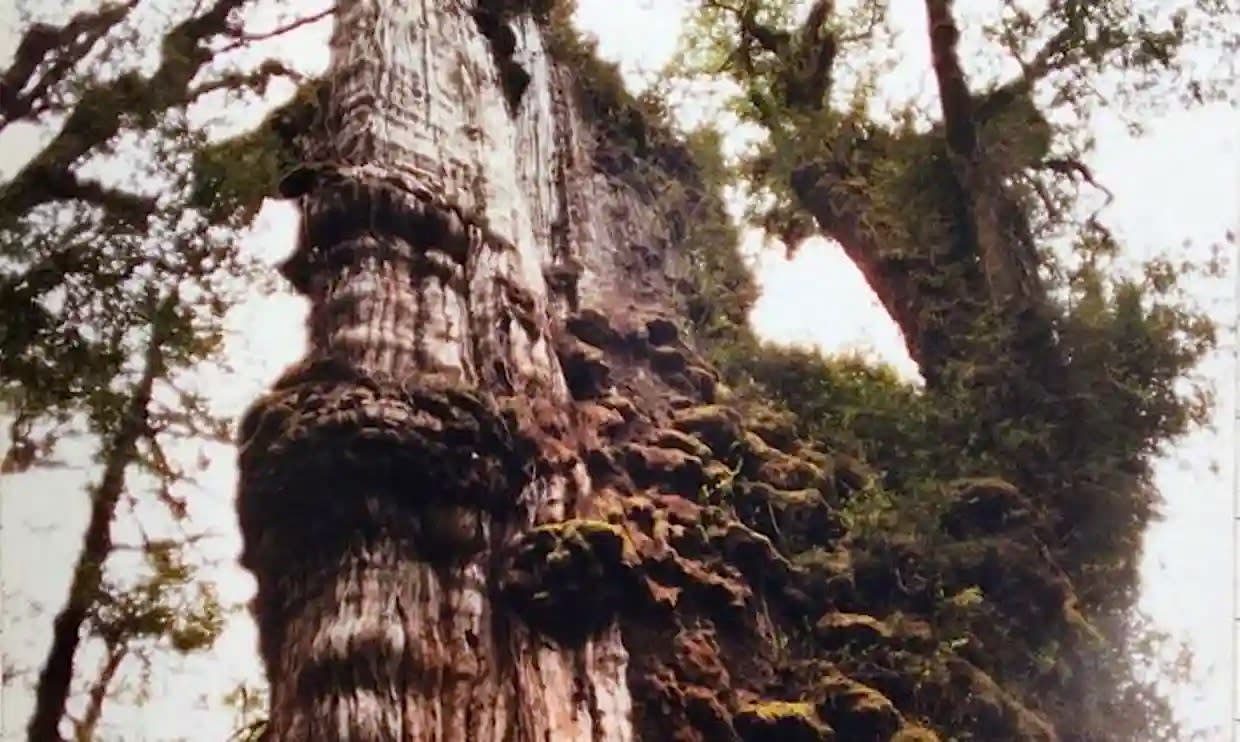 An alerce tree in Chile's Alerce Costero National Park. Jonathan Barichivich