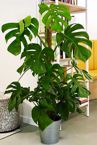 <p>A esta popular planta también se le conoce como Costilla de Adán, Mano de Tigre o Filodendron. Se ha vuelto popular para decorar, ya que, además de ser fácil de cuidar, su color verde oscuro otorga una sensación de frescura a los espacios. <em>Foto: </em><a rel="nofollow noopener" href="https://www.instagram.com/p/BXM6ettlIYm/" target="_blank" data-ylk="slk:instagram.com/warsawjungle;elm:context_link;itc:0;sec:content-canvas" class="link "><em>instagram.com/warsawjungle</em></a> </p>