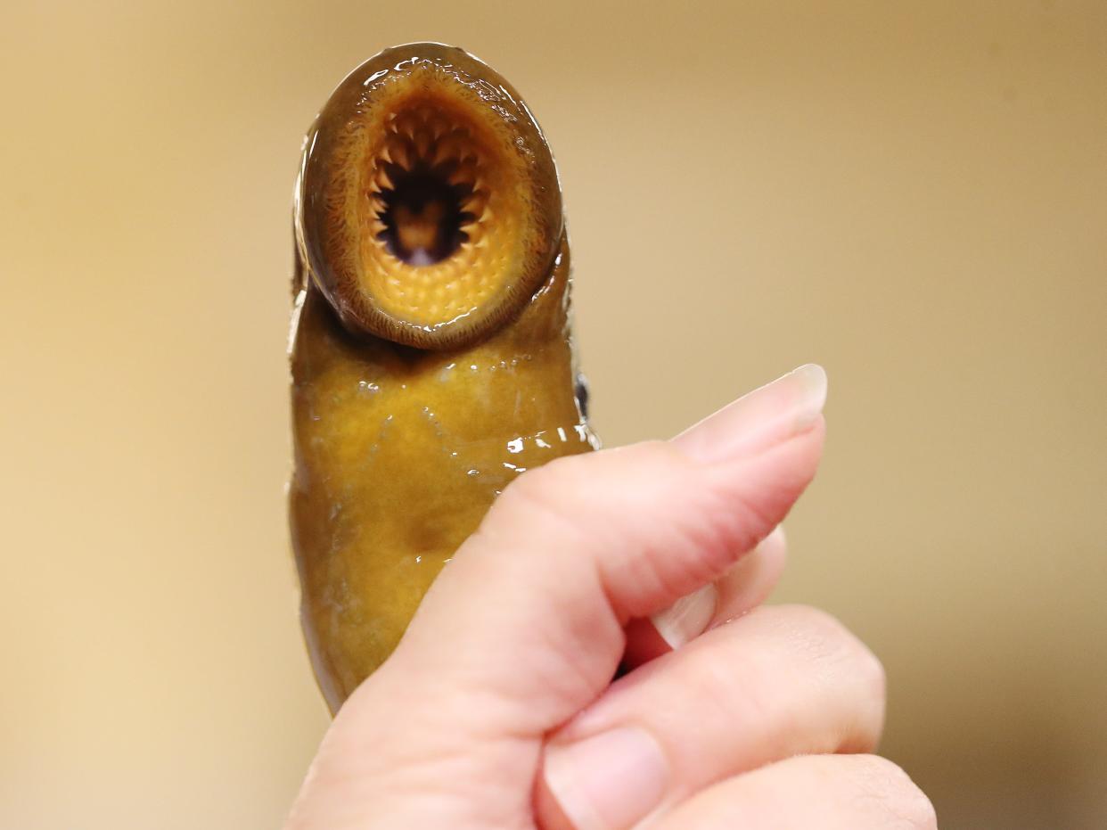 This sea lamprey being shown at the Royal Ontario Museums Invertebrate Zoology Lab has 150 teeth and serrated tongue. (Steve Russell/Toronto Star via Getty Images)