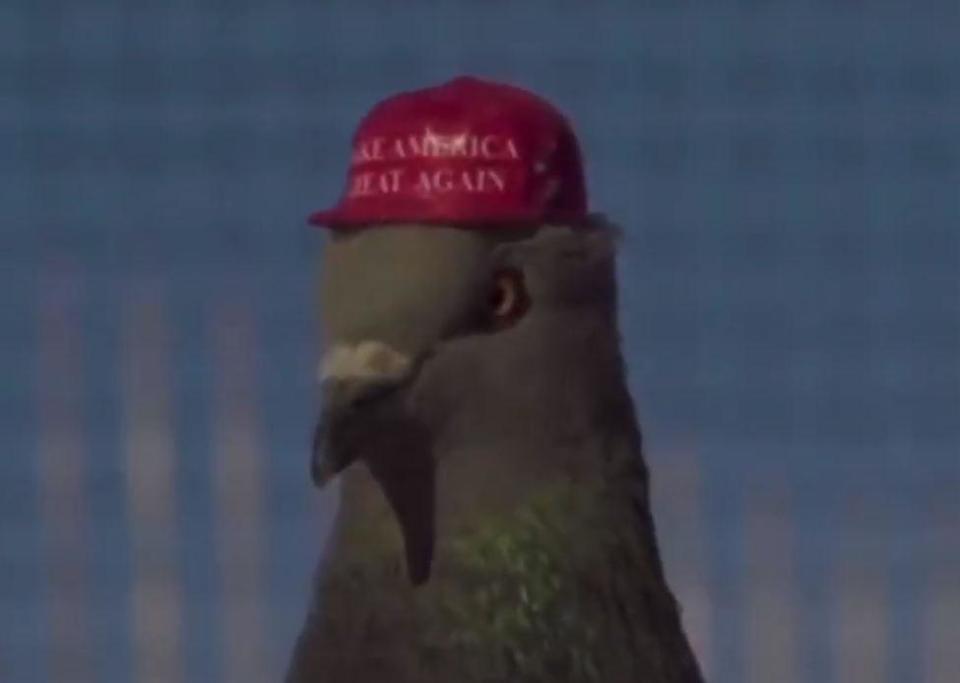 Activist group Pigeons United To Interfere Now released pigeons with Maga hats in Las Vegas (PUTIN)