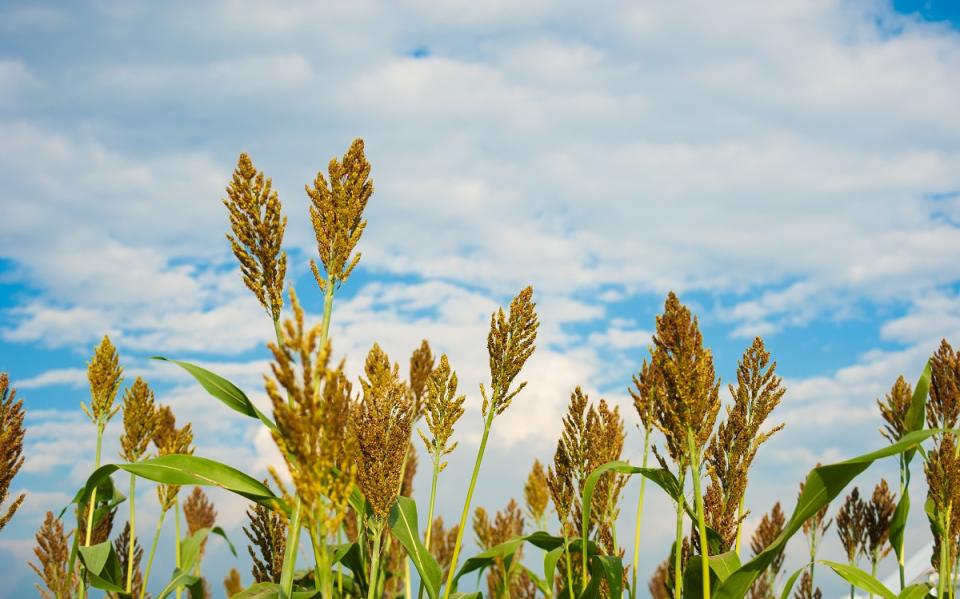 Sorghum or jowar is the fifth most consumed grain worldwide and a great source of nutrients