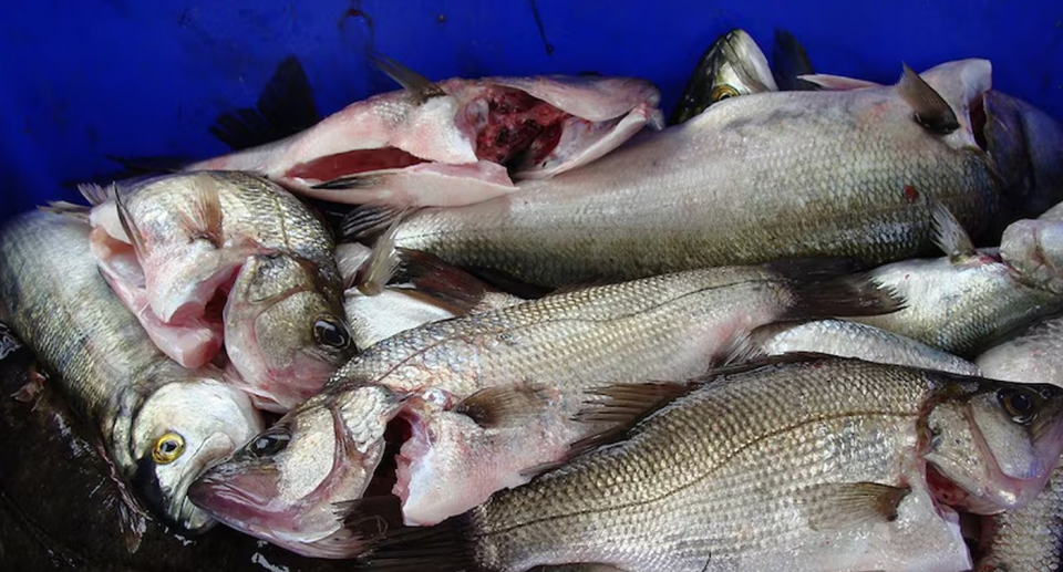 Blue warehou fish are seen gutted and piled into a box. 