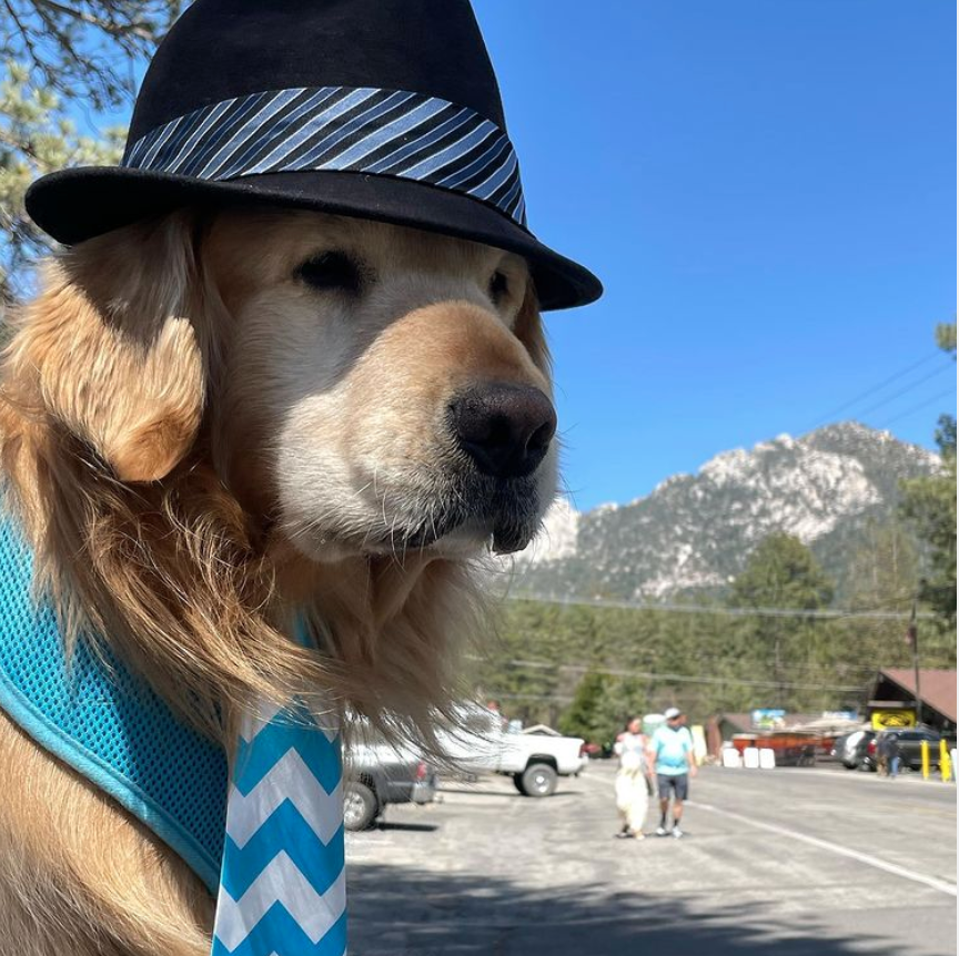 Mayor Max, the canine mayor of Idyllwild, California, has passed away at age 9. (Instagram/Mayor Max)