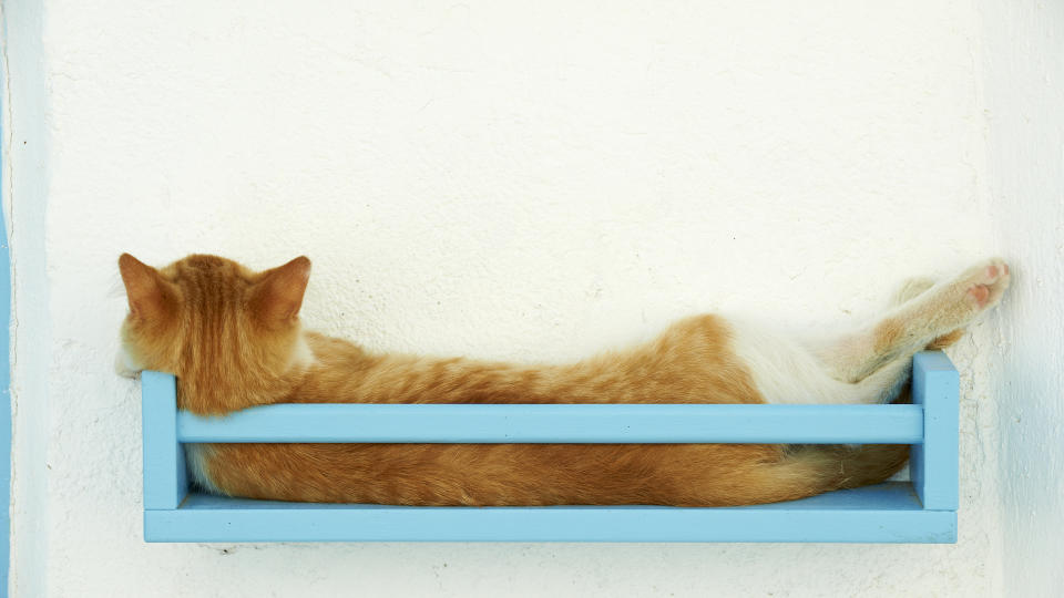 Cat on shelf with back to camera