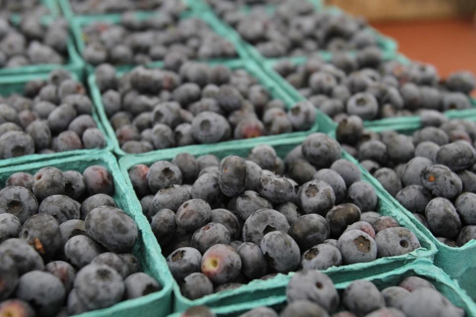 Blueberries from Dame Farm and Orchard, at 91 Brown Ave. in Johnston, are ready to buy or pick.