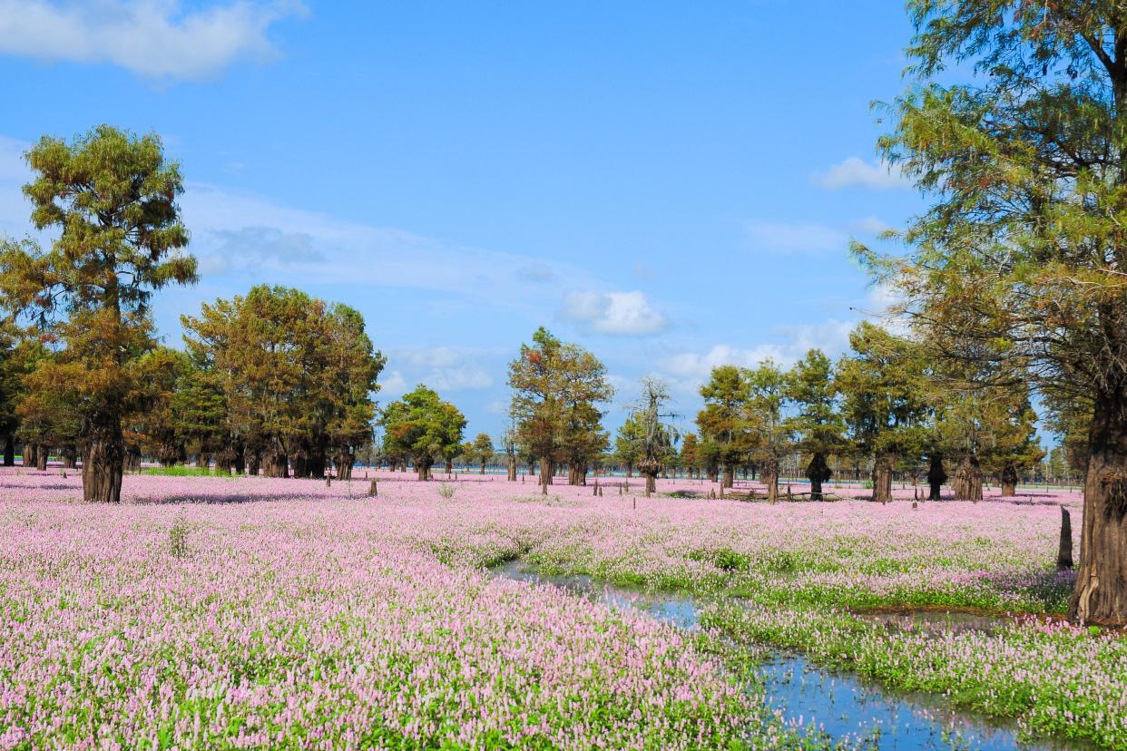 Lake Bistineau