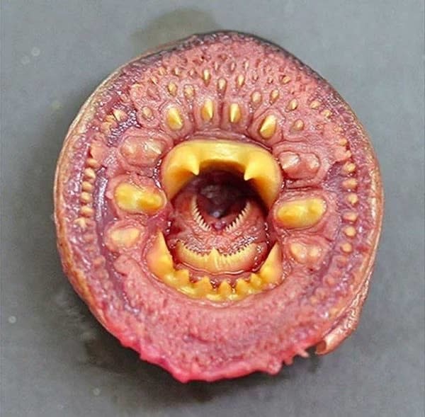 the inside of the lampray's mouth which has dozens of short sharp teeth in many layers