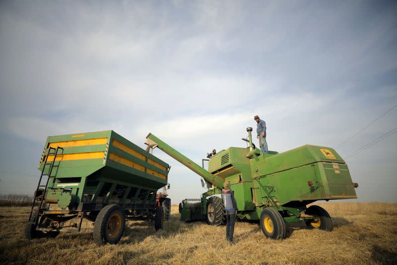 FILE PHOTO: A combine harvester harvests wheat at a field in Qamishli