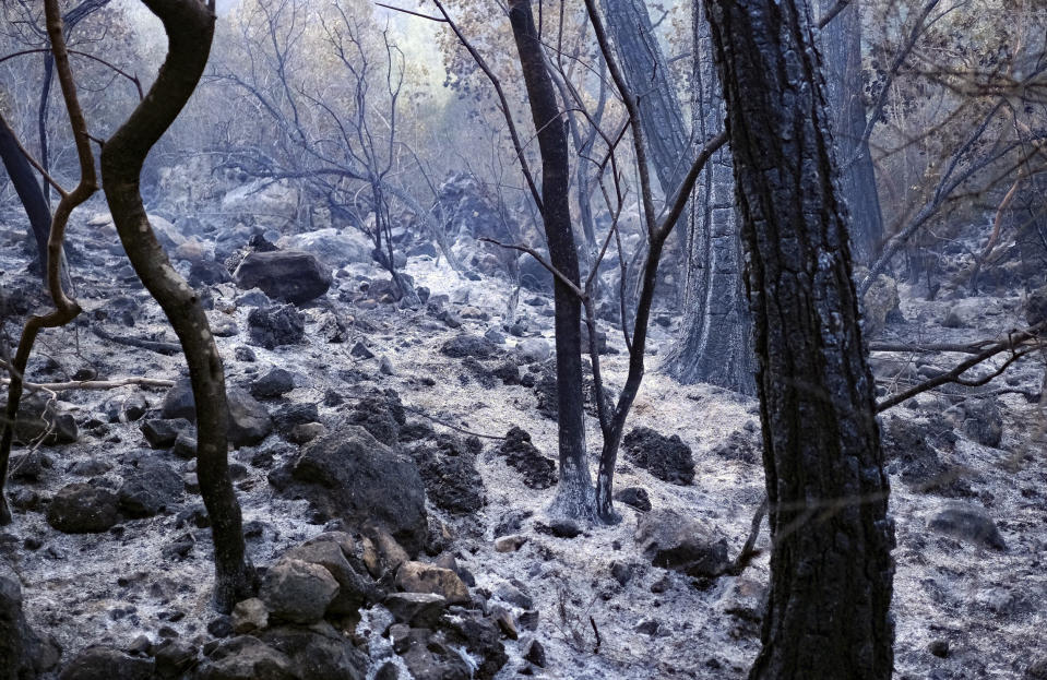 Charred trees are seen after a wildfire swept through a forest in Antalya, Turkey, Tuesday, July 25, 2023. (Ridvan Menekse/Dia Images via AP)