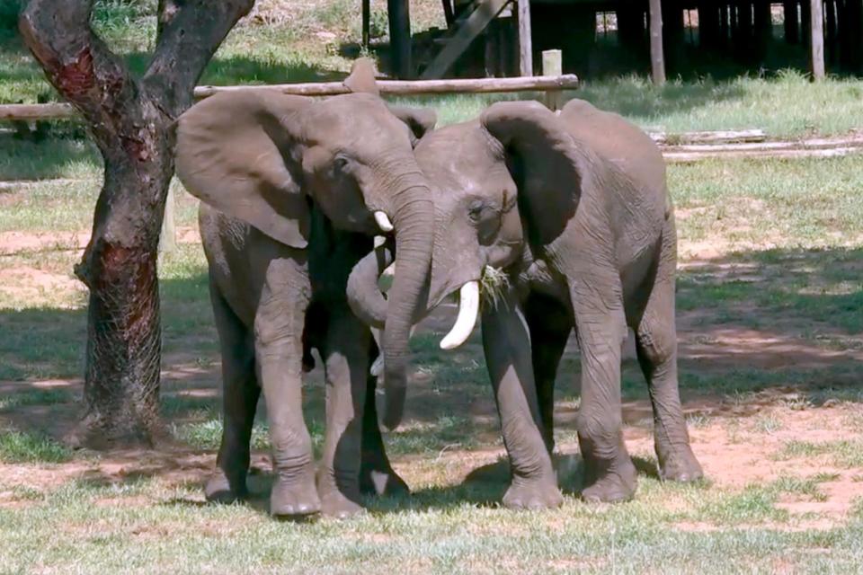 PHOTO: Doma (male) and Mainos (male) greeting.  Doma opens its ears and reaches its trunk to touch Mainos' mouth.  Mainos has his ears open and up.  (Vesta Eleuteri)