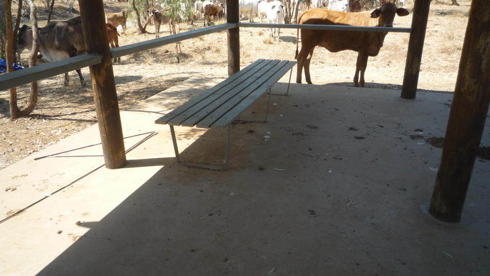 Cattle next to a shelter with a seat in it in a national park in Cape York.