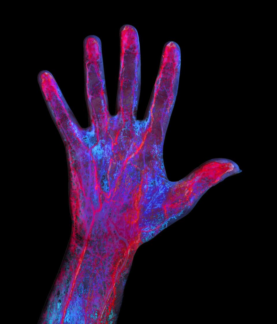 El sistema circulatorio de la mano