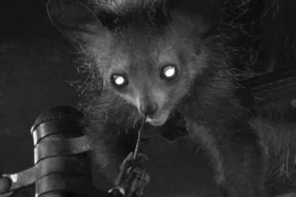 Researchers have recorded the aye-aye picking their nose and licking their finger clean (Anne-Claire Fabre)