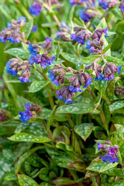 lungwort