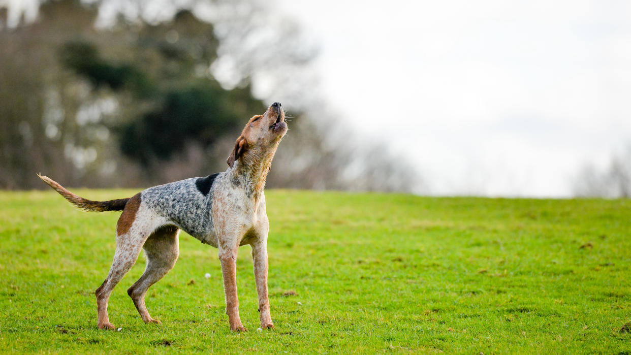 Foxhound baying