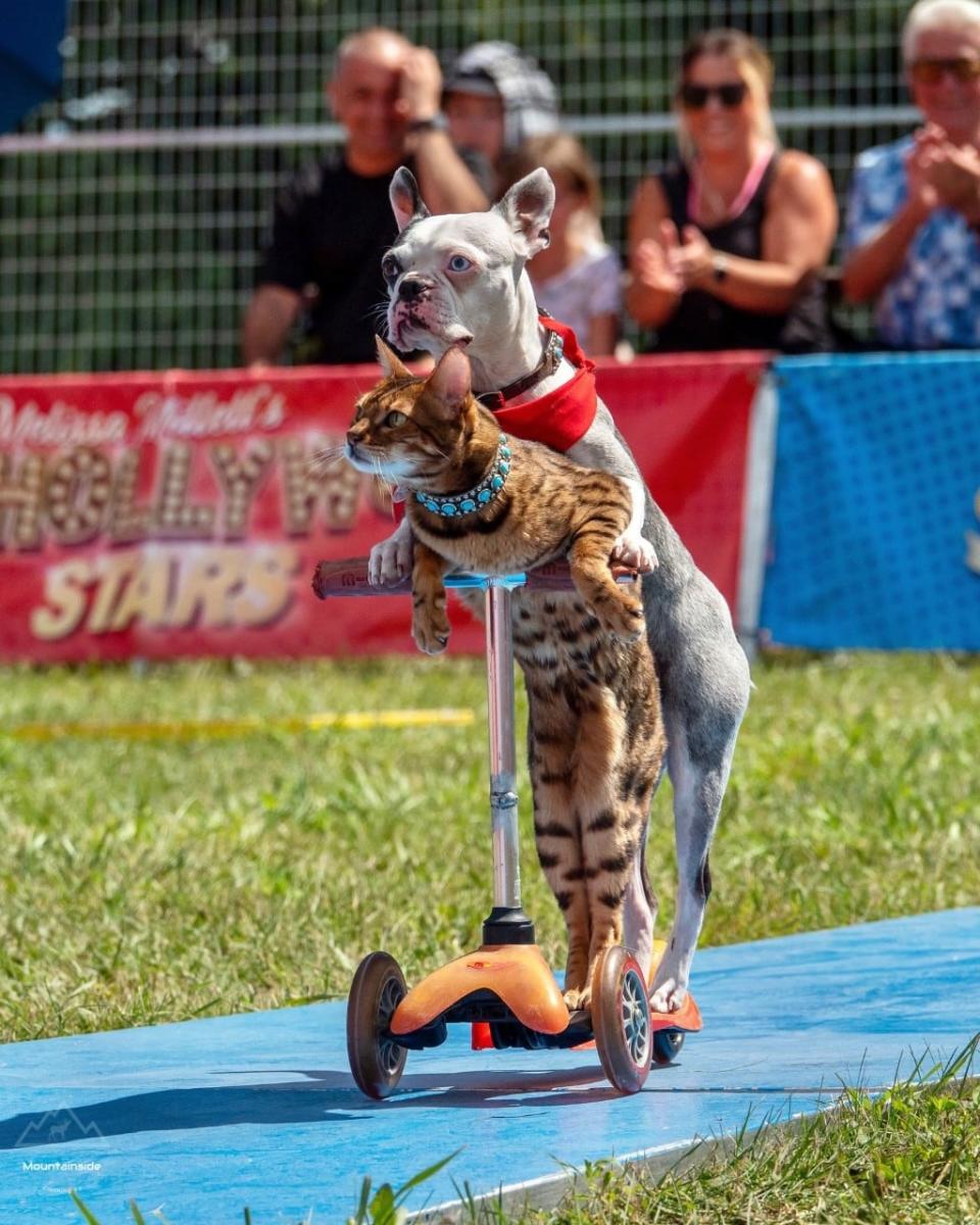 The 'Ultimutts,' Sashimi and Lollipop, will be performing their routine at Bark in the Park over Labour Day weekend.