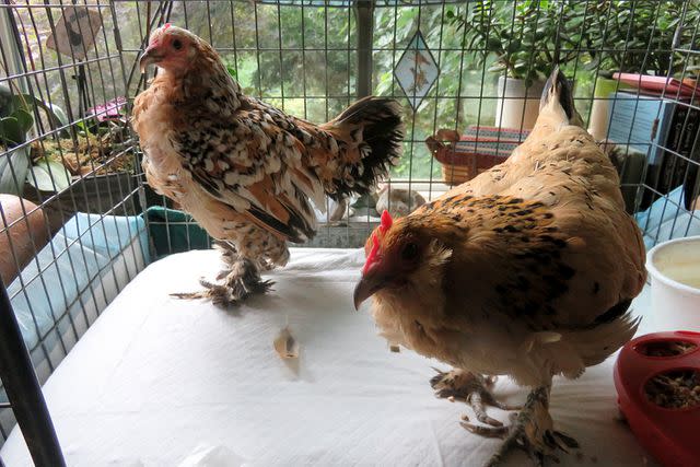 <p>Guinness World Records</p> Peanut (right) and her daughter Millie (left).