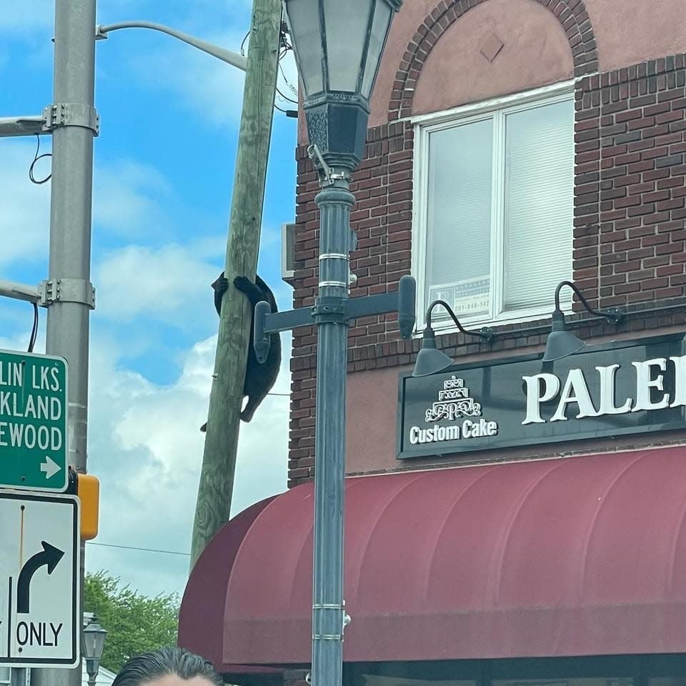 A black bear climbed a utility pole outside of Palermo's Bakery in Wyckoff on Sunday, May 15.