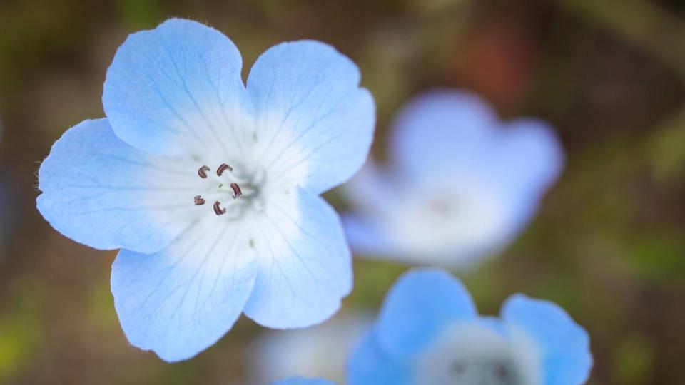 Baby blue eyes grow along Highway 58 near Shell Creek Road on April 7, 2023.