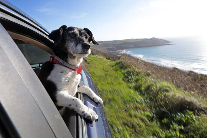 A dog looking out a car window