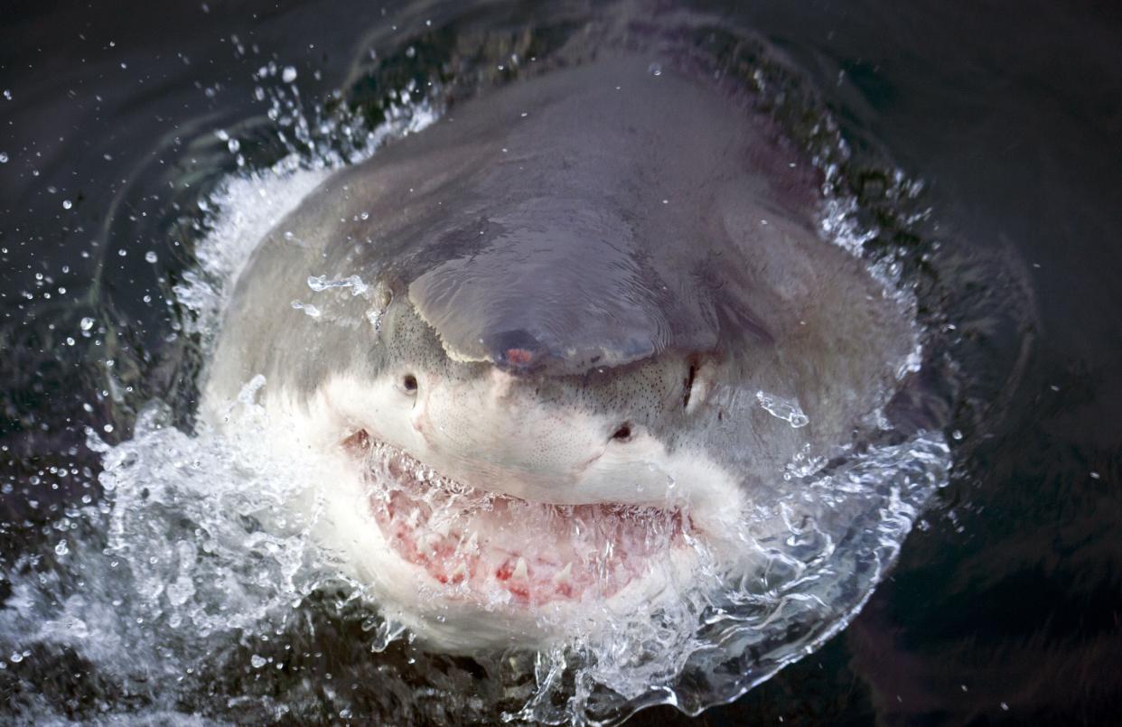 A great white shark breaching the surface with open mouth. Location: