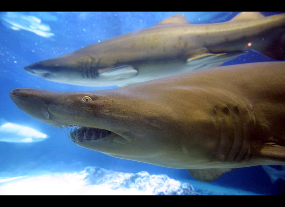 A shark swims in a tank at the New York Aquarium August 7, 2001 in Coney Island, New York City. (Photo by Mario Tama/Getty Images)