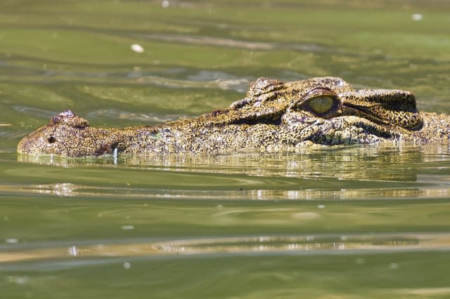 Crocodile swimming