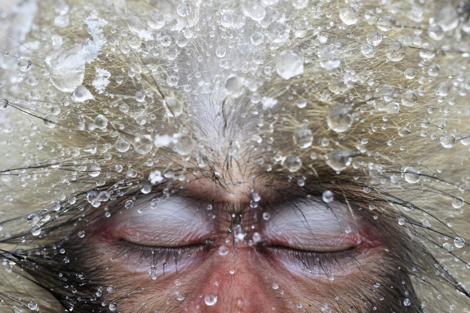 El concurso fotográfico <b>Veolia Environnement Wildlife</b> es, sin duda, uno de los más prestigiosos del mundo. Entre las imágenes ganadoras está esta, relatada por <b>Jasper Doest</b>: en invierno, los <b>macacos japoneses del valle Jigokudani</b>se congregan en las piscinas de aguas termales para mantenerse calientes y socializar. El frío de las montañas les empuja a dirigirse allí. Jasper se encuentra a unos 30 macacos disfrutando de las piscinas con las cabezas cubiertas de nieve. Muchos de ellos, estaban dormidos debido a la relajación.