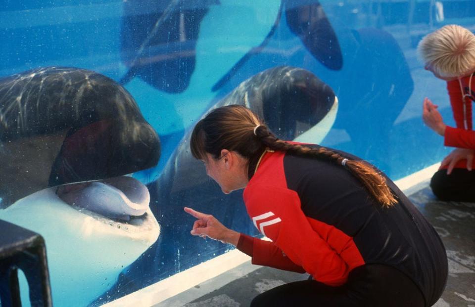 Orcas in a tank at Seaworld's San Diego base.