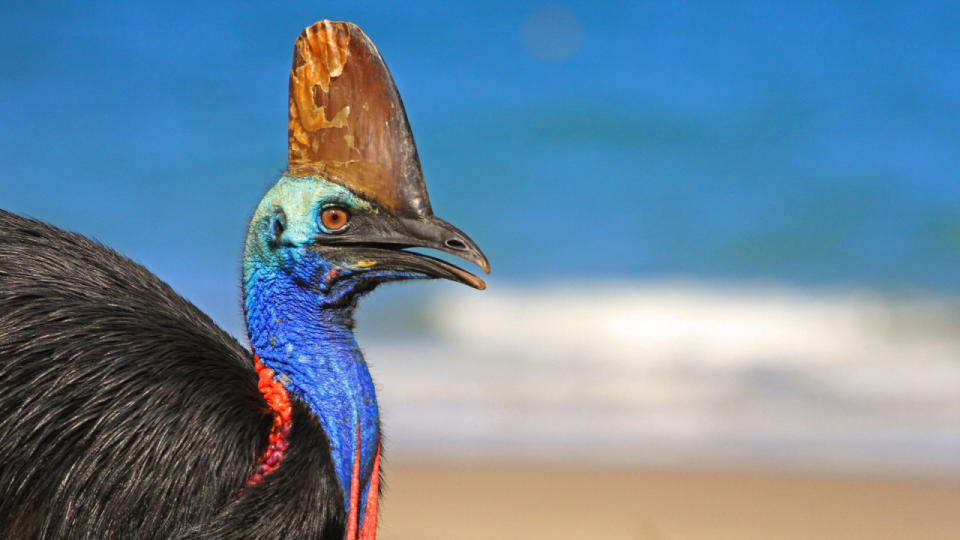 It turns out the world's most dangerous bird can swim, too