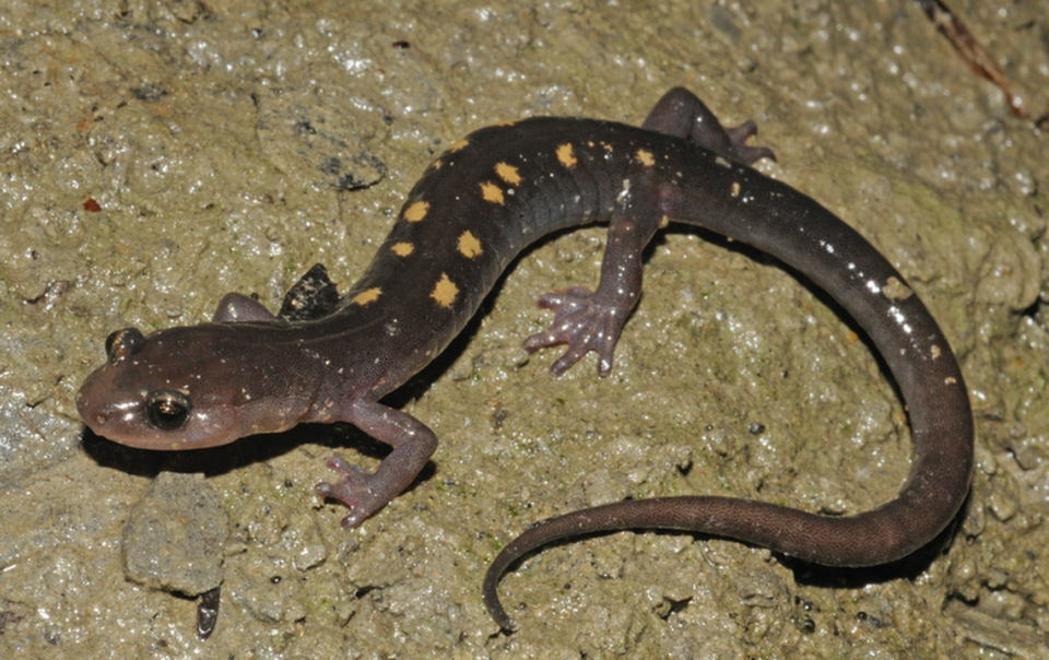 Yellow-spotted woodland salamander.