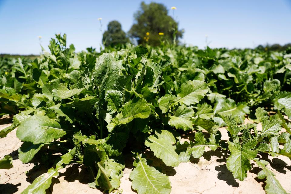 Turnip greens sprout out of the ground at Matthew Robinson's farm in Stanton, Tennessee, on May 3, 2023.