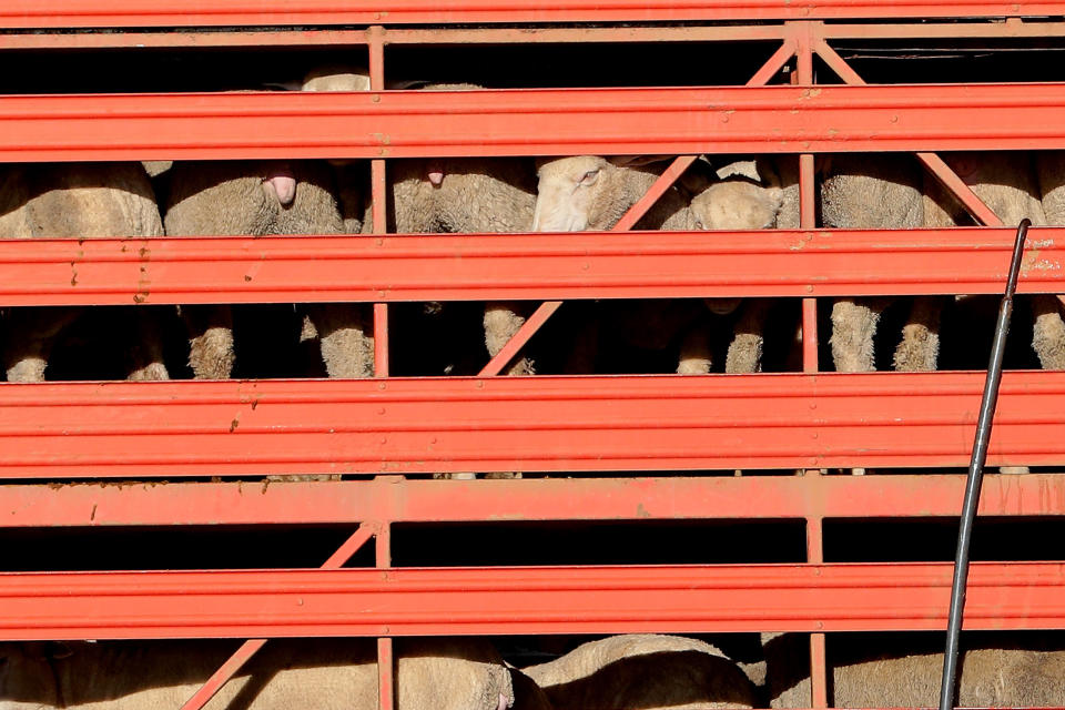 Close up of sheep in a truck. 