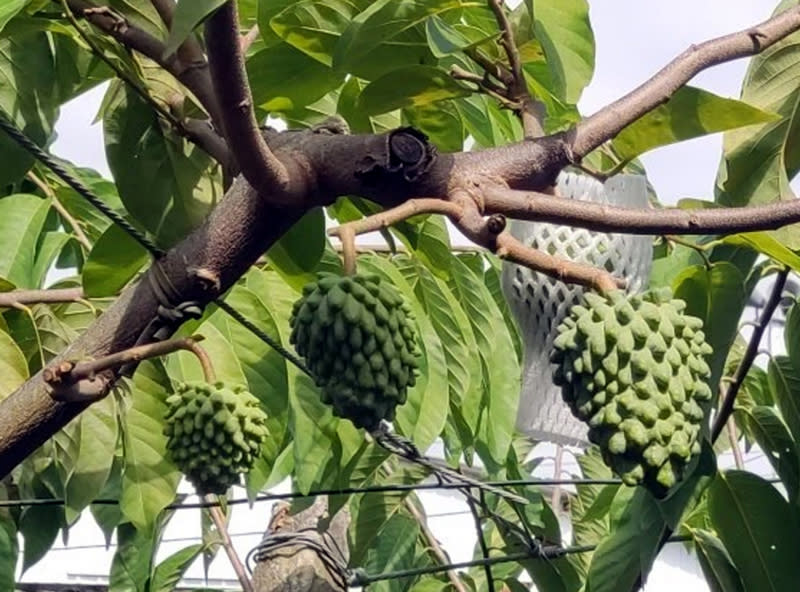 中國大陸國台辦表示，今天起恢復台灣地區釋迦輸入，輸大陸釋迦須來自獲得註冊登記的包裝廠和果園。（中央社資料照）