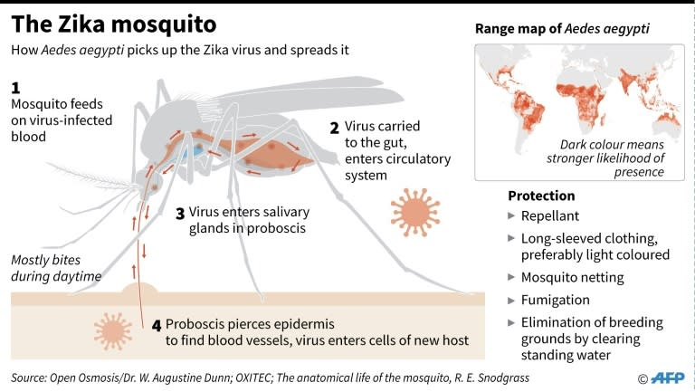 The Zika mosquito