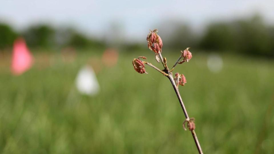 Early growth of an American white oak tree on May 6, 2021, on the Maker’s Mark Star Hill Farm where over a thousand of White Oak seedlings were planted in mid-April. Maker’s Mark partnered with the University of Kentucky to provide land for research focusing on preserving the tree species.