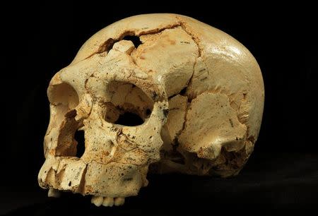 An undated picture shows Skull 17 from the Sima de los Huesos site in Sierra de Atapuerca, Spain. REUTERS/Copyright Javier Trueba/Madrid Scientific Films/Handout via Reuters